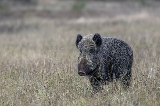 Instead of fleeing, the wild boar (Sus scrofa) turns round and slowly comes closer, frenzy time, mating season, November, Denmark