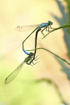 Azure damselfly (Coenagrion puella), male and female hanging from a blade of grass to mate, Wilden, North Rhine-Westphalia, Germany
