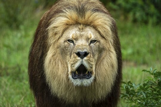 Barbary lion (Panthera leo leo) roaring, animal portrait, Germany