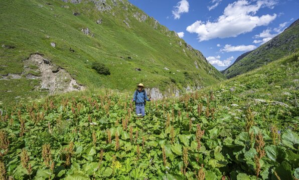 Mountaineer between flowering sorrel in the Umbaltal, Venediger Group, Hohe Tauern National Park, East Tyrol, Tyrol, Austria