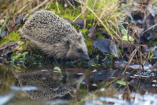 Erinaceus europaeus, hedgehog, insectivora, insectivora, insectivora, mammals, prickly, mammals