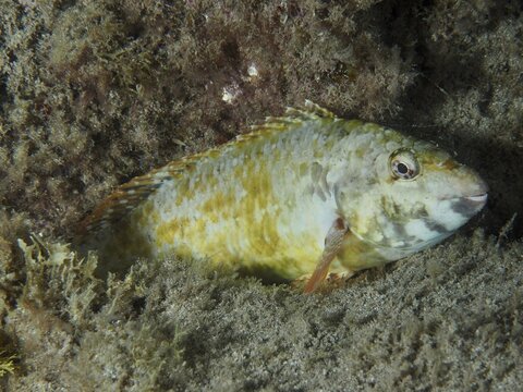 A Mediterranean parrotfish (Sparisoma cretense) sleeps on a sandy seabed at night, surrounded by seaweed, at the El Cabron Marine Reserve dive site, Arinaga, Gran Canaria, Spain, Europe, Atlantic Ocean