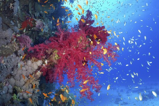 Klunzingers klunzingers soft coral (Dendronephthya klunzingeri) and shoal, group of sea goldie (Pseudanthias squamipinnis), Erg Monica Dive Site, Mangrove Bay, El Quesir, Red Sea, Egypt