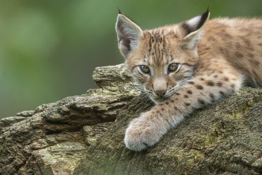 Young lynx (Lynx lynx), Haltern, North Rhine-Westphalia, Germany
