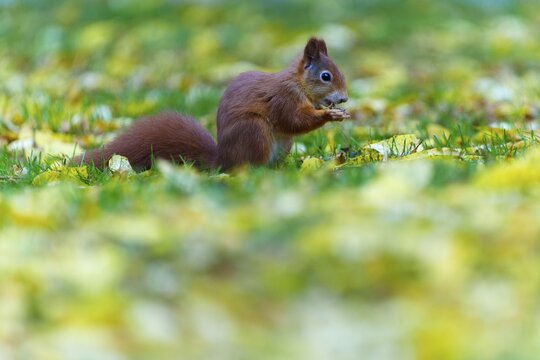 Little squirrel snacking in low grass against a soft pastel background, squirrel (Sciurus vulgaris), wildlife, Germany