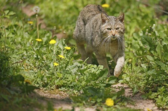 Wildcat (Felis silvestris) running in the undergrowth, captive