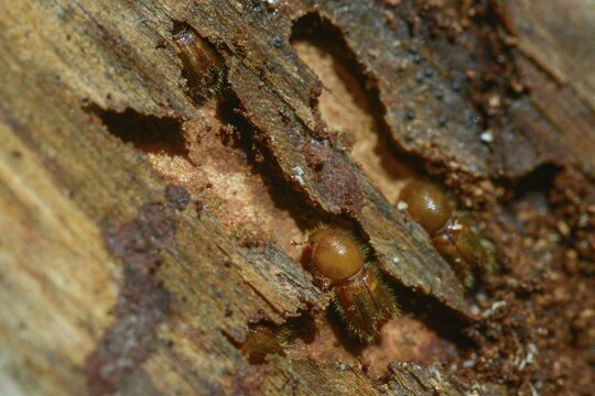 Letterpress, curculionidae, European spruce bark beetle, spruce bark beetle, large eight-toothed spruce bark beetle, ips typographus, weevils, beetles, bark beetles, coleoptera, insects, beetles
