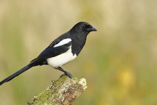 European magpie (Pica pica), sitting on a tree stump with autumnal background, autumn, Indian summer, wildlife, corvid, nature photography, Wilnsdorf, North Rhine-Westphalia, Germany