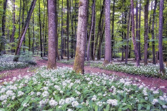 Forest trail lined with blooming wild garlic in a beech forest, Aargau Canton, Switzerland