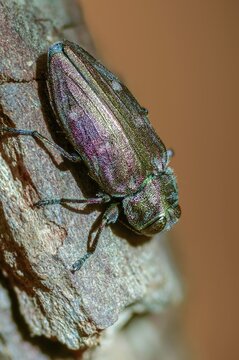 Chrysobothris affinis, gold pit oak splendour beetle, goldmine oak beetle, golddot hardwood beetle, beetle, coleoptera, high size, portrait format, insects, beetles
