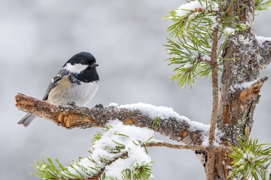 Coal tit (Parus ater), sitting on a branch, Terfens, Tyrol, Austria