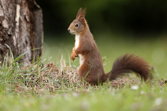 Squirrel (Sciurus vulgaris) standing in a meadow, Germany