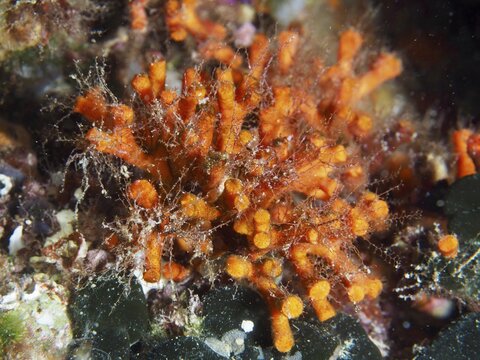 Orange-red false coral (Myriapora truncata), bryozoans, on an underwater reef, dive site at the Cap de Creus Marine Reserve, Rosas, Costa Brava, Spain, Mediterranean Sea
