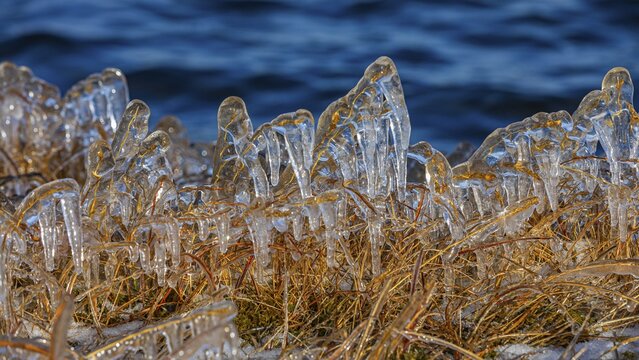 Icy grasses along the river, Fjallabak Nature Reserve, Sudurland, Iceland