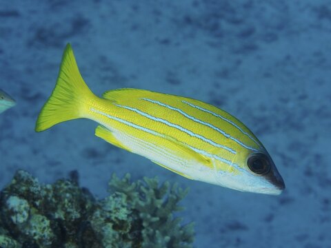 Bluestripe snapper (Lutjanus kasmira), Abu Fendera dive site, Red Sea, Egypt