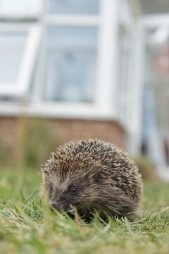European hedgehog (Erinaceus europaeus) adult animal walking on a garden grass lawn with a house in the background in summer, England, United Kingdom