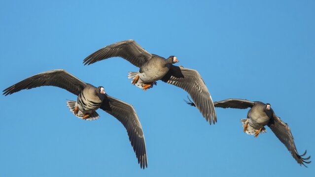 Greater white-fronted geese (Anser albifrons) in flight, migratory bird, bird migration, V&auml;sterg&ouml;tland, Falk&ouml;ping, Sweden