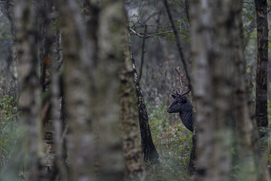 A young black fallow deer (Dama dama) at the rutting site, rut, mating season, deer rut, autumn, October, Germany