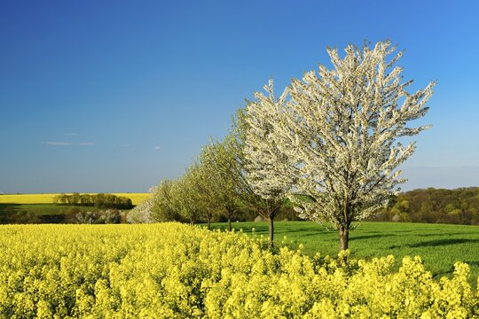 Cultural landscape in spring, blossoming rape field and green grain field, country lane lined with blossoming cherry trees, blue sky, evening light, near Naumburg, Burgenlandkreis, Germany ( Sachsen-Anhalt)