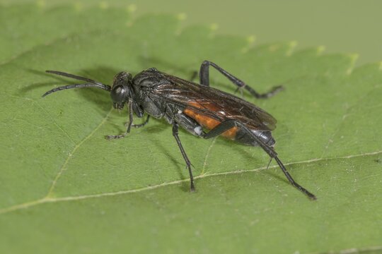 A chafing wasp (Anoplius sp.) with orange abdomen on a green leaf, Baden-W&uuml;rttemberg, Germany