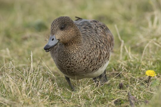 Eurasian wigeon duck (Mareca penelope) adult female bird feeding on grass, Lincolnshire, England, United Kingdom