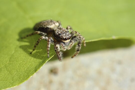 Zebra spider (Salticus scenicus) on one sheet, North Rhine-Westphalia, Germany