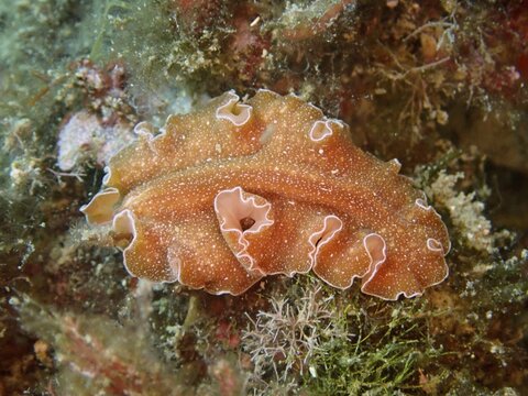 Golden flatworm (Yungia aurantiaca) on the ocean floor among algae and marine plants. Dive site Cap de Creus Marine Protected Area, Rosas, Costa Brava, Spain, Mediterranean Sea