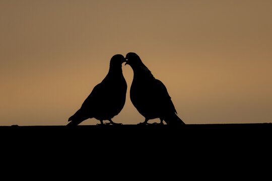 Wood pigeon (Columba palumbus) two adult garden love birds kissing during courting on an urban rooftop silhouette at sunset, Suffolk, England, United Kingdom