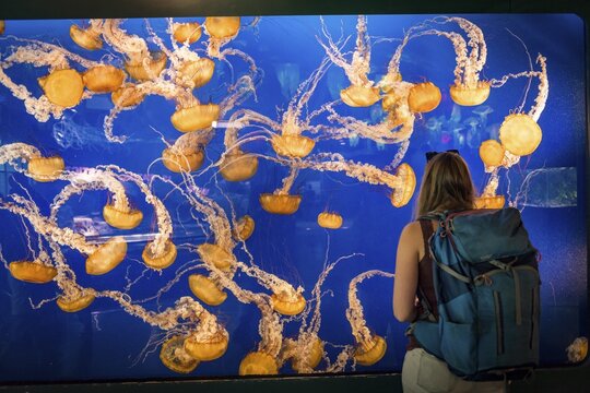 Visitor in front of an aquarium with Japanese sea nettle (Chrysaora pacifica), Occurrence Pacific, Aquarium Vancouver, British Columbia, Canada