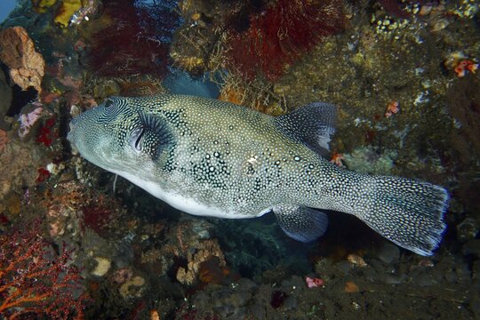 A large blue-spotted pufferfish (Arothron caeruleopunctatus), pufferfish, swimming among the colourful corals, dive site USAT Liberty, Tulamben, Bali, Indonesia