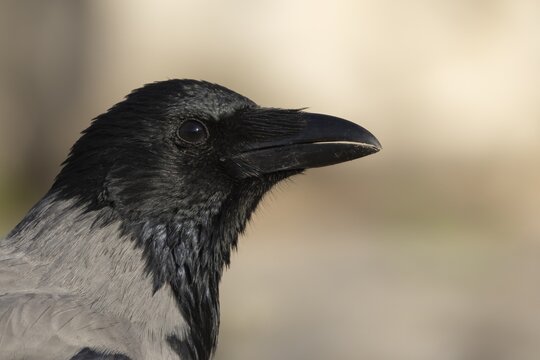 Hooded crow (Corvus cornix) adult bird head portrait, Rome, Italy