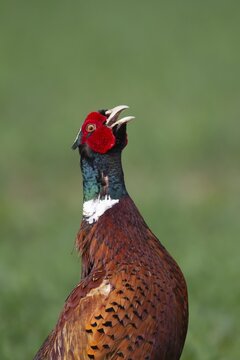 Common pheasant (Phasianus colchicus) adult male bird calling, Norfolk, England, United Kingdom