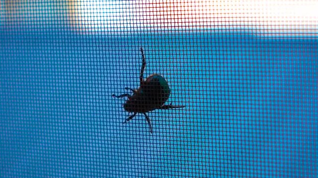 Cool Blue Toned Silhouette of a Beetle on Window Screen Mesh
