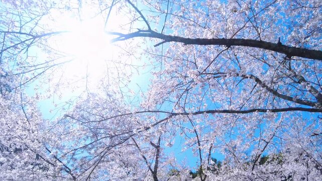 木漏れ日溢れる桜並木を見上げて歩くPOVショット 満開の桜の花びらと青空を移動撮影  4K