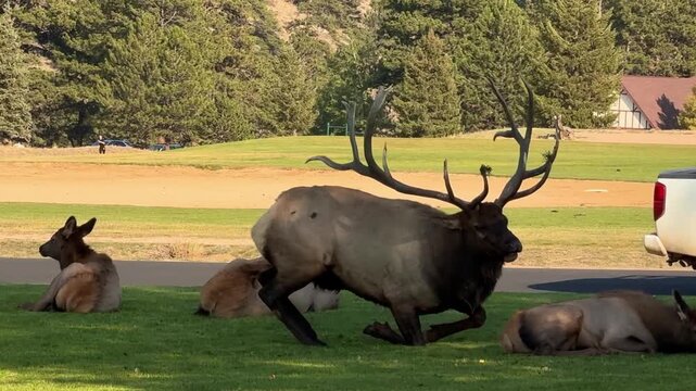 Bull Elk with His Harem Resting During the Rut