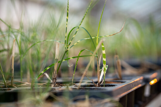 Young ornamental zebra grass, Miscanthus sinensis Zebrinus, grows in nursery cells inside greenhouse, showing narrow green leaves with pale horizontal bands under soft natural sunlight.