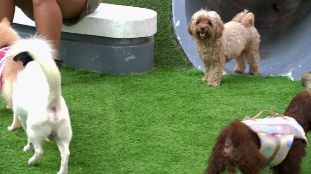Cinematic footage of many small dogs playing on artificial grass at dog park. Perfect for pet care and animal b-roll.