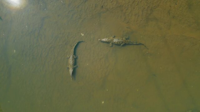 Pair of American crocodiles swimming in murky Tarcoles River in Costa Rica