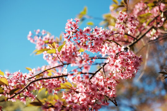 Beautiful Blooming pink cherry blossoms flowers branch in the blue sky and bright day