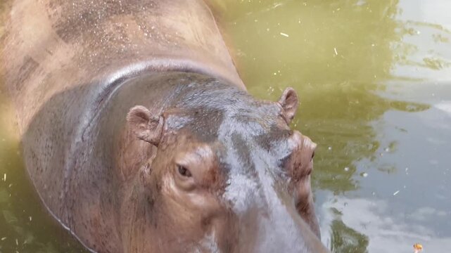 Hippo opening mouth wide for food in water at zoo habitat.