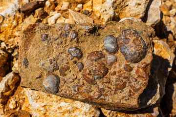Close-up of a weathered chert stone featuring preserved brachiopod fossils discovered in a rustic gravel quarry, highlighting prehistoric marine life remnants within ancient sedimentary rock layers © PhotoChur