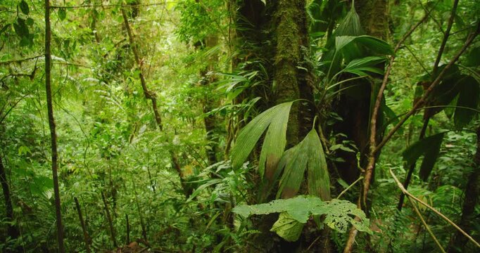 Dense tropical foliage and moss covered trees create a vibrant Costa Rica jungle scene