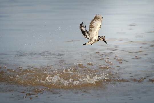 Pied Kingfisher, Ceryle rudis, emerging from body of water after diving for food, predatory instinct, avian agility, high energy mechanics of wildlife survival, fish prey in bird mount, water splash