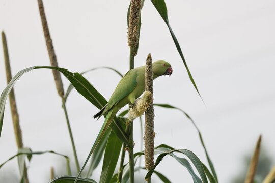 Parakeet on a plant
