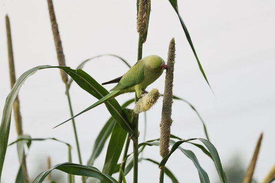 Parakeet on a plant
