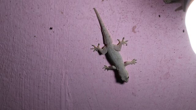 Gecko hunting small insects near LED light, showcasing natural nocturnal behavior and survival.