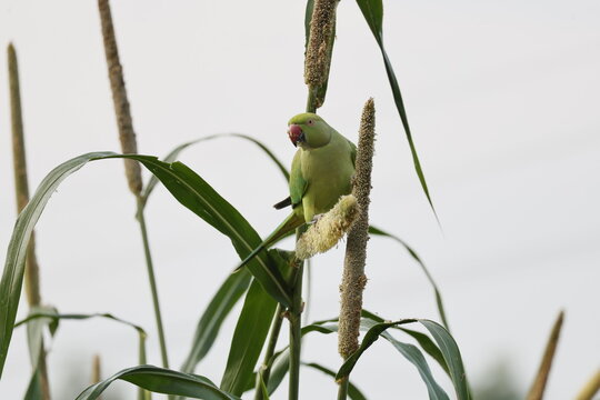 Parakeet on a plant