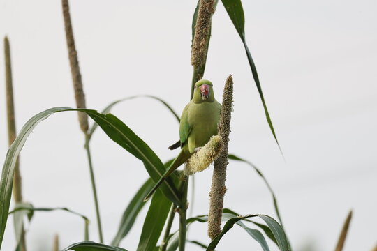 Parakeet on a plant