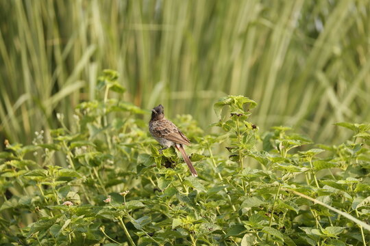 Red-vented Bulbul