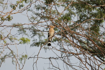 Hoopoe on tree © Rajender